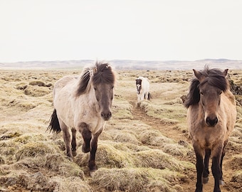 Icelandic Horses in Landscape Print, Equine Photography, Physical Print