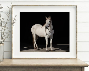 Equestrian Wall Art, White Horse with Black Background, PHYSICAL PRINT, Color