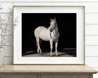 Equestrian Wall Art, White Horse with Black Background, PHYSICAL PRINT, Color