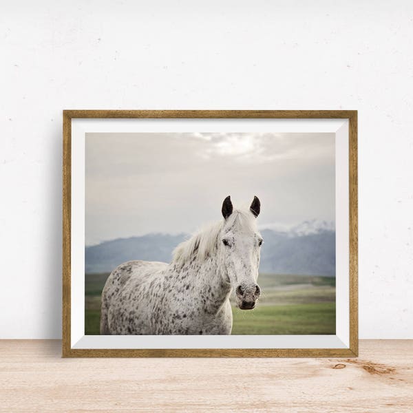 Freckles Horse Print, Horse Photo in Color, Physical Print, Appaloosa Horse