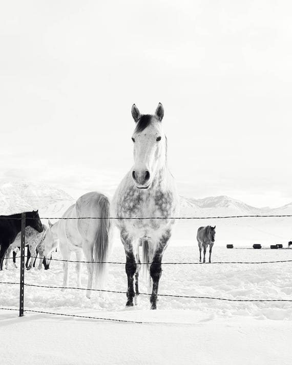 Winter Foto Zwart-wit Western Horse Art Wall | Etsy België