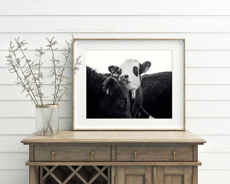 Cow Photography in Black and White Farmhouse Wall Art Etsy