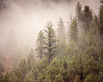 Pine Forest in the Fog Print, Mountain Art, Physical Print of Trees