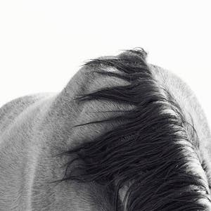 Horse Back Photograph in Black and White Modern Equine Art PHYSICAL PRINT image 1