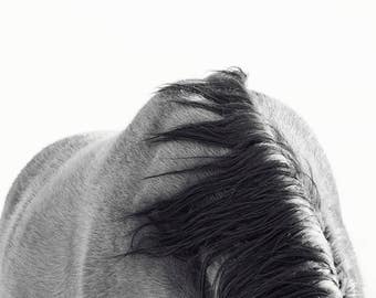 Fotografía de espalda de caballo en blanco y negro / Arte equino moderno / IMPRESIÓN FÍSICA