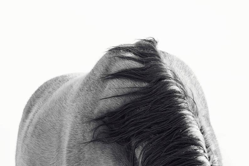 Horse Back Photograph in Black and White Modern Equine Art PHYSICAL PRINT image 1