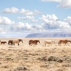 Wyoming Heartland, Wild Horse Family, Beautiful Wild Horse Photograph, Conservation Awareness Art