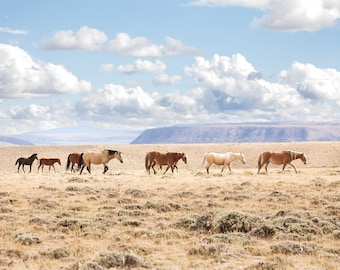 Wyoming Heartland, Wild Horse Family, Beautiful Wild Horse Photograph, Conservation Awareness Art