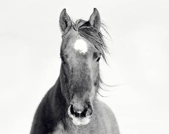 Arte equino en blanco y negro, impresión actual, hermosa fotografía de caballos