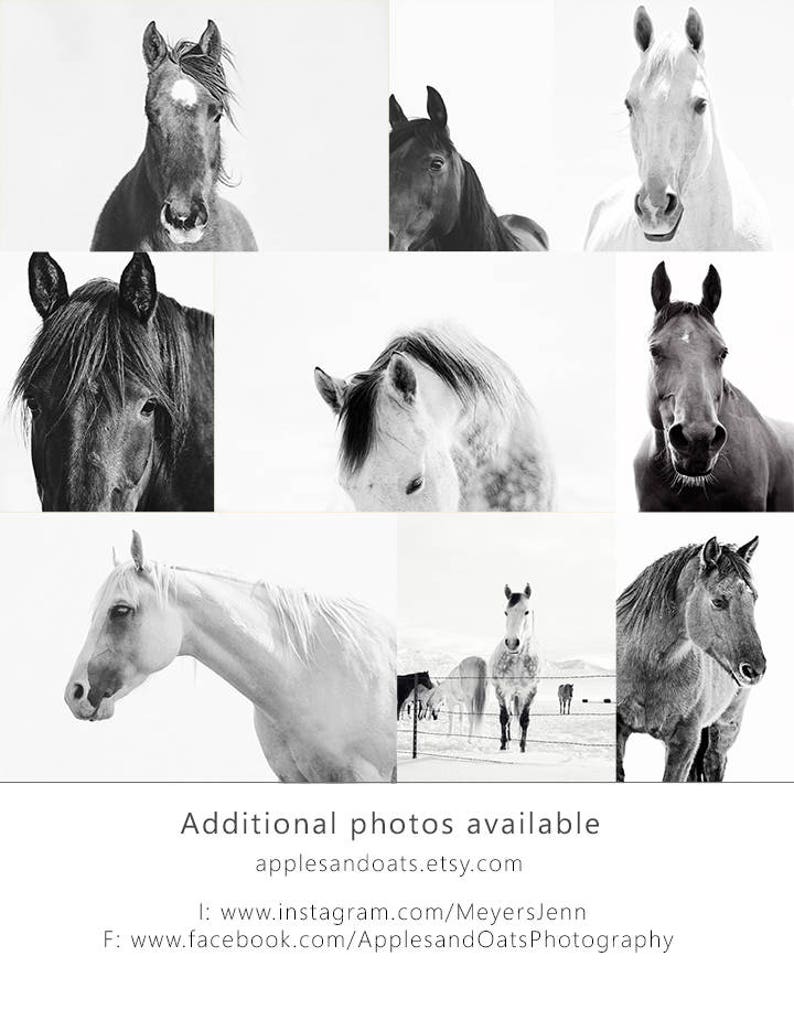 Close Up Horse Print in Black and White, Horse Eye Photo image 7