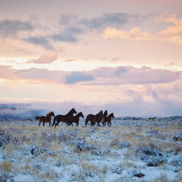 Wild Horses at Sunrise, Spirited Winter, Horse Photography in a Landscape Scene