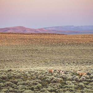 First Light, Sunrise Landscape Photograph with Wild Horses, Sagebrush Nature Art