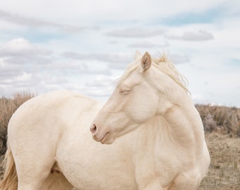 Wild Horse Print, Wild Cremello, Horse Photography in Color