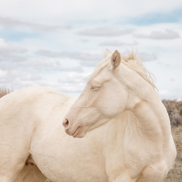 Wild Horse Print, Wild Cremello, Horse Photography in Color