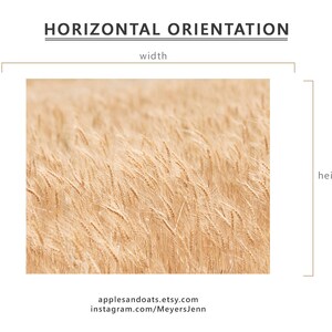 Minimalist Nature Photography, Wheat Fields Art Print, Physical Print image 3