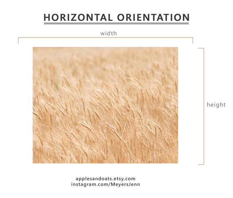 Minimalist Nature Photography, Wheat Fields Art Print, Physical Print image 3