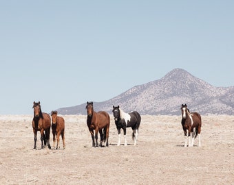 Wild Horse Photography, Family of Wild Horses, Utah Photograph