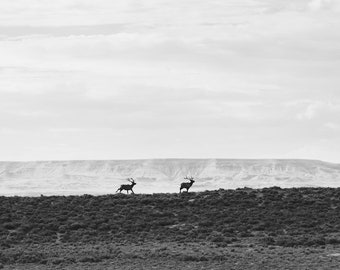 Bull Elk Run, Black and White Photography, Wildlife Art Print