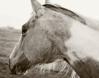 Black and White Horse Profile, Modern Equestrian Art, Horse Wall Art