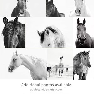 Fotografía de caballos, Fotografía ecuestre en blanco y negro, Impresión de caballos blancos imagen 7