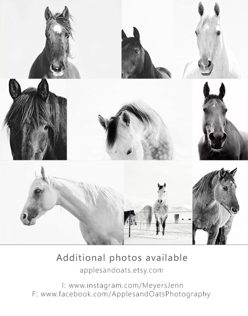 Fotografía de caballos, Fotografía ecuestre en blanco y negro, Impresión de caballos blancos imagen 7