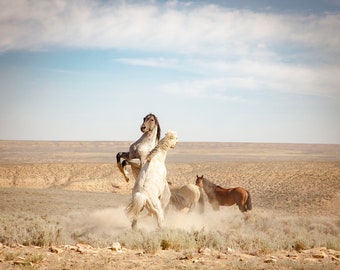 Wild Stallion Spar, Western Prints, Horse Photography, Equine Artwork