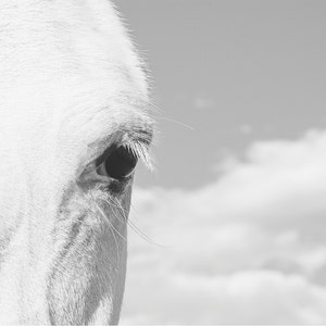 Horse Eye Photograph, Close Up White Horse, Physical Print image 1
