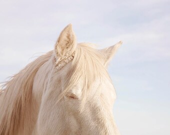 Equestrian Horse Photo in Color, Close Up of White Horse, Phyiscal Print,