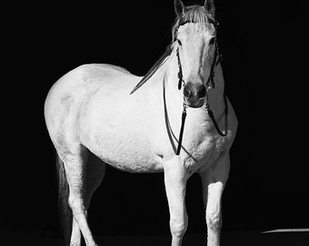 White Horse with Black Background, Physical Print, Horse Print, Real Photograph