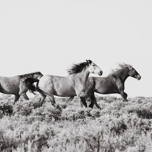 Untamed, Running Wild Horses, Photography in Black and White