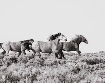 Untamed, Running Wild Horses, Photography in Black and White