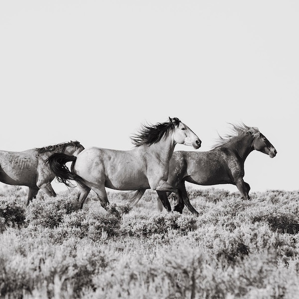 Untamed, Running Wild Horses, Photography in Black and White