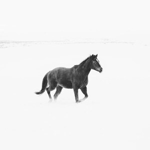 Winterfoto, Zwart paard in sneeuw, fysieke print