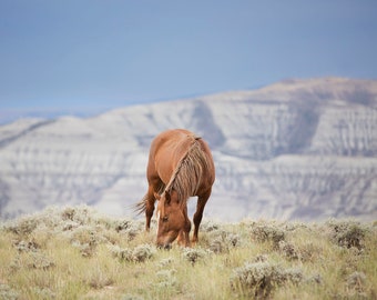 Wild Mountain Graze, Western Horse Photography, Horse Art in Color