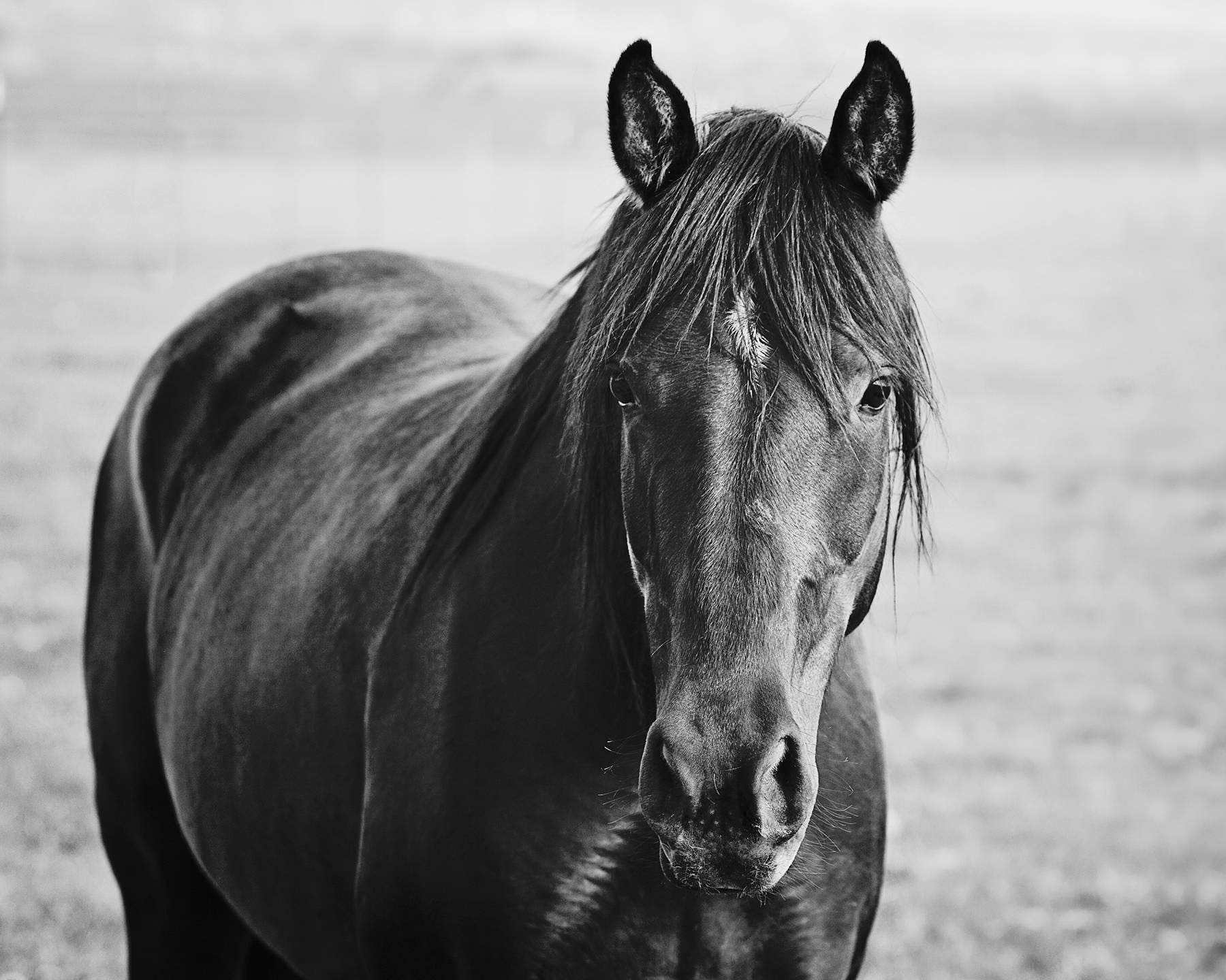 Black and White Black Horse Photograph Country Cute Etsy