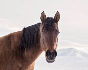 Winter Horse Photograph, Color Bay Horse Print, Physical Print