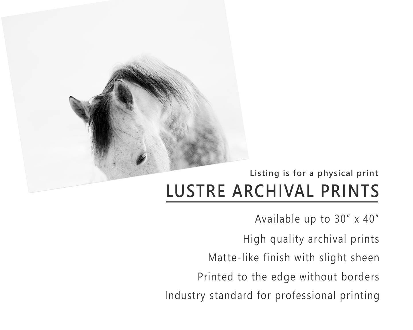 El mejor nombre para un caballo en Zelda, ¿No creen? Tomando en cuenta sus  ancestros, es el mejor. El caballo Blanco., image size:1440x1152