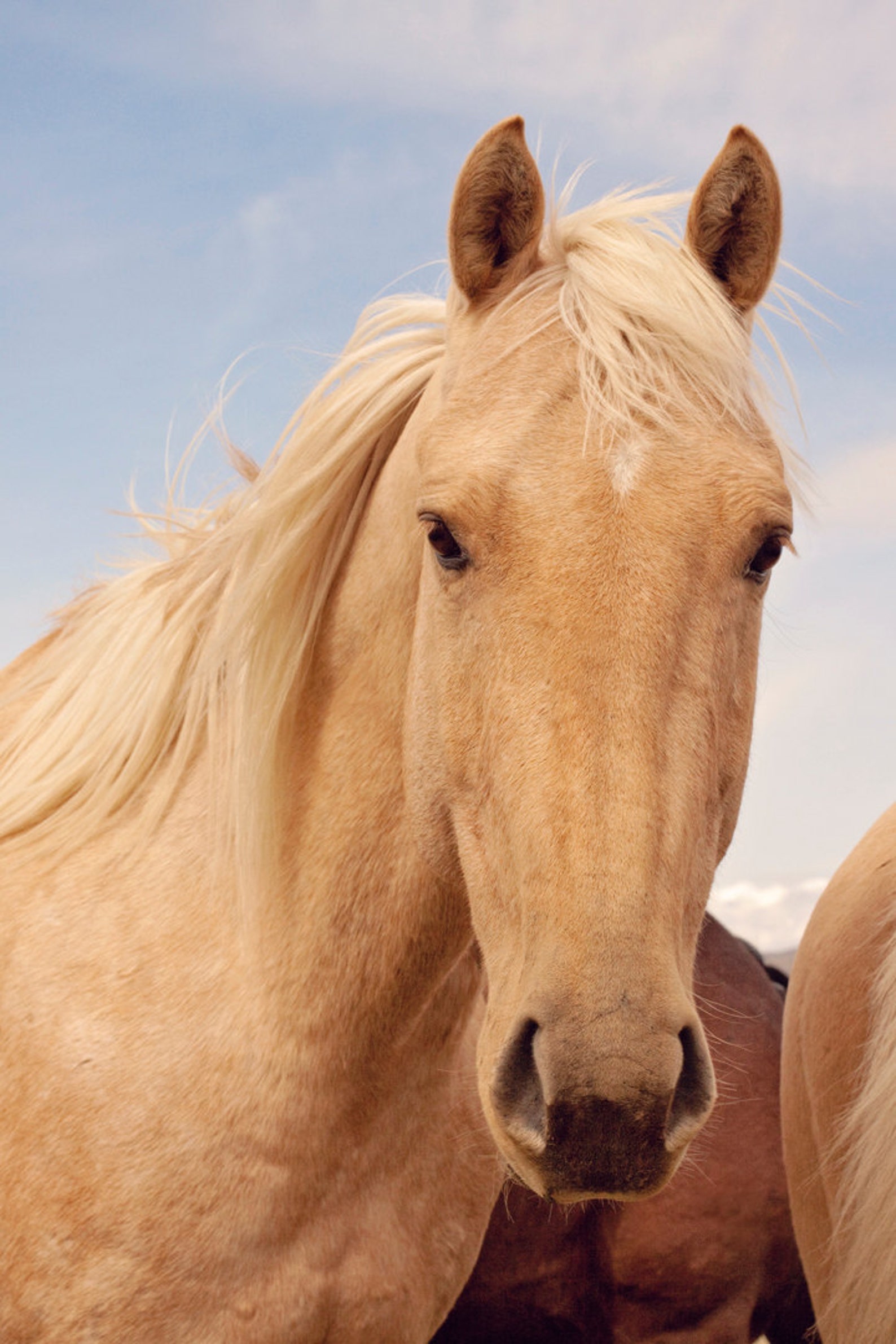 Palomino Horse Photograph in Color Equestrian Wall Art Etsy