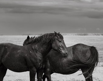 Midnight Mustangs, Black Wild Horses, Beautiful Large Horse Picture, American Wildlife Print