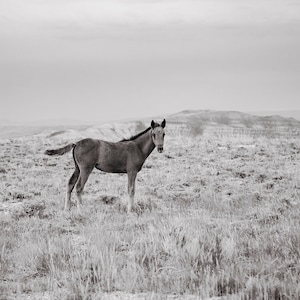Phantom, Wild Foal Photograph, Unique Animal Print, Wild Horse