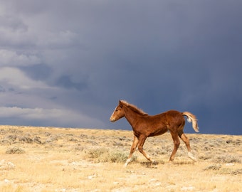 Foal and Storm, Dramatic Animal Print, Wild Horse Running Picture, Equine Art