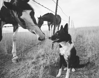 Farm Dog and Horse Photo Print, Physical Print, Border Collie Art