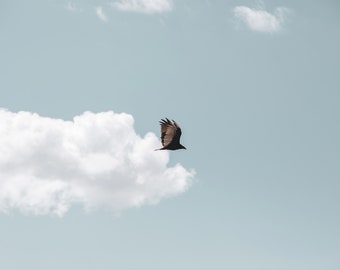 Sommer Flyer, Blau Fröhliches Kunstwerk, Vogel Fotografie, Minimalistische Fotografie in Farbe