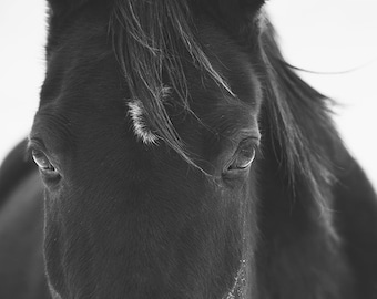 Close Up Black Horse Photograph, Black and White Animal Photography, Physical Print