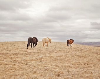 Icelandic Horses in Landscape Photograph, Color Print