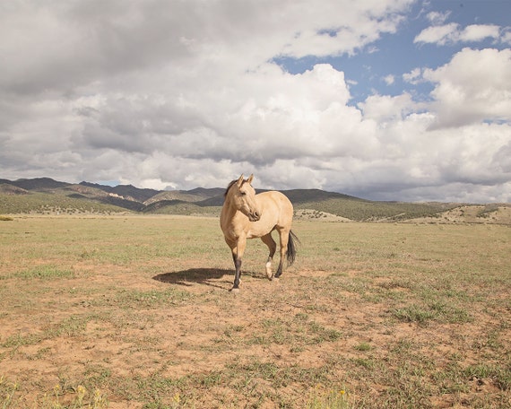 Buckskin Horse Photograph in Color | Western Landscape Art | PHYSICAL PRINT