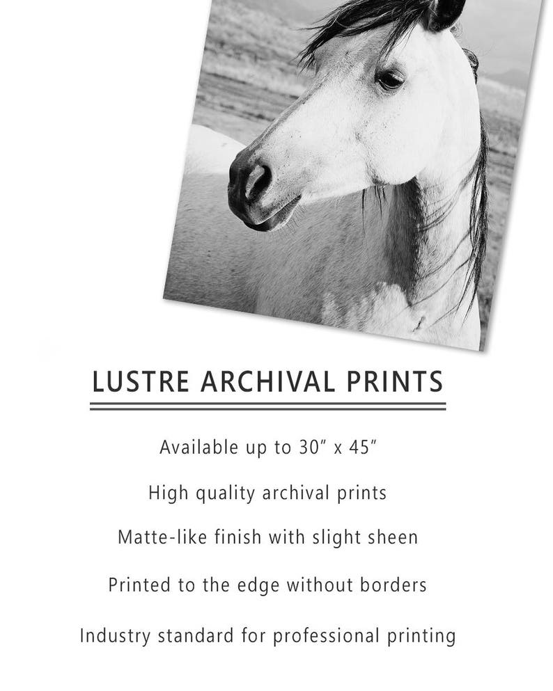 Rustic Country Photograph, Black and White Horse Art, Physical Print image 6