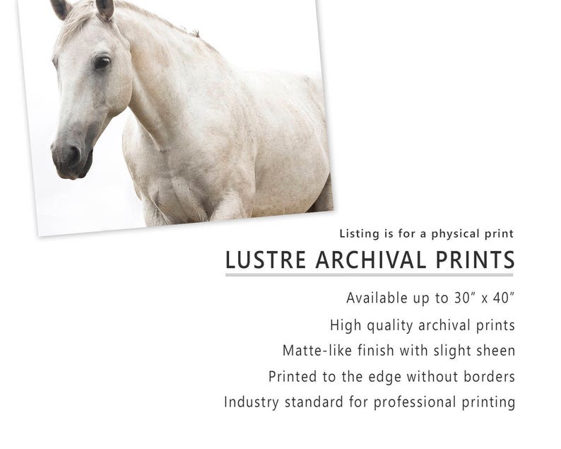 White Horse Photo, Monochromatic Photography, White Beauty, Fine Art Equestrian Photography image 5