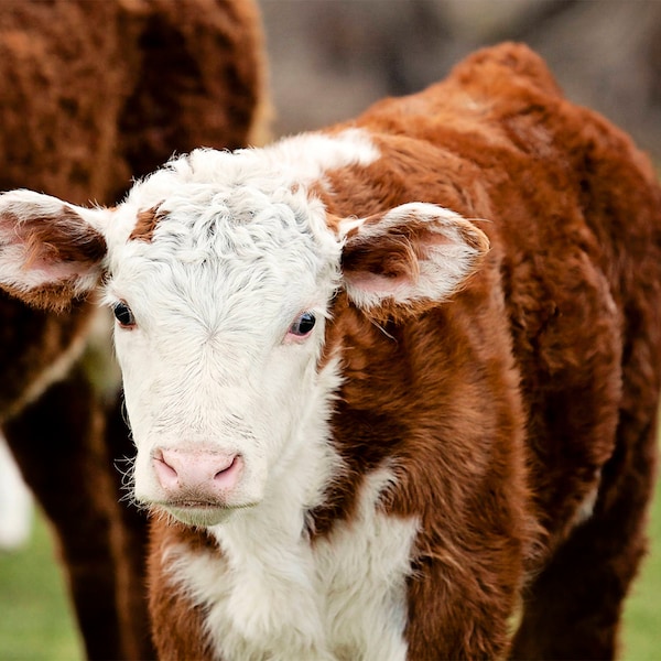 Baby Animal Photograph, Red Coat Cattle, Farm Animal Photography, Physical Print