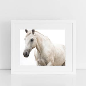 White Horse Photo, Monochromatic Photography, White Beauty, Fine Art Equestrian Photography image 2